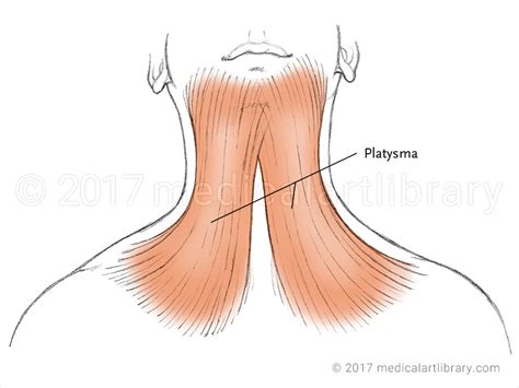 Platysma Muscle