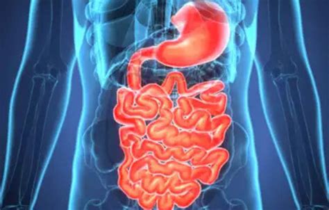 Research suggests that antiviral defense regulates intestinal function ...