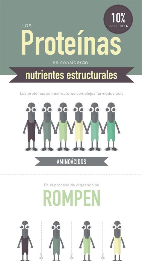 Que son las proteínas y cuáles son sus funciones Infografías y Remedios