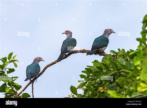 Bird Sri Lanka Hi Res Stock Photography And Images Alamy