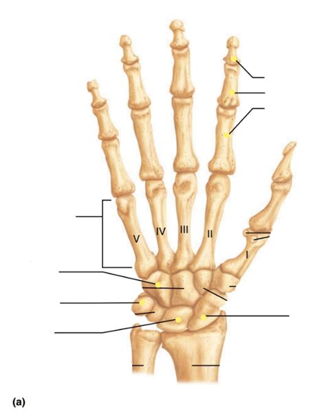 ANAT 260 Human Anatomy Week 2 Midterm Notes Right Hand Bones