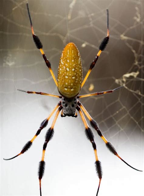 Are Spiders Insects Learn How To Identify Everything Spiders