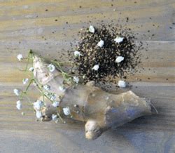 Ginger Hemp Seed Oil Naked In The Woods Hemp Seed Body Care