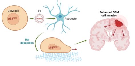 Glioblastoma Extracellular Vesicles Influence Glial Cell Hyaluronic