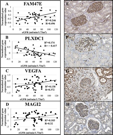 Correlation Between Crat Expression In Glomeruli And Renal Function