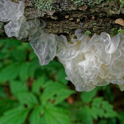 Tremella — SOUL Centre