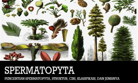 Gymnosperm Wikipedia 44 OFF Gbu Taganskij Ru