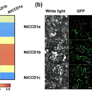 Expression Pattern And Subcellular Location Of NtCCD1s A Heat Map