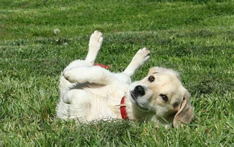 4 Ways to Stop Your Dog From Having Itchy Skin