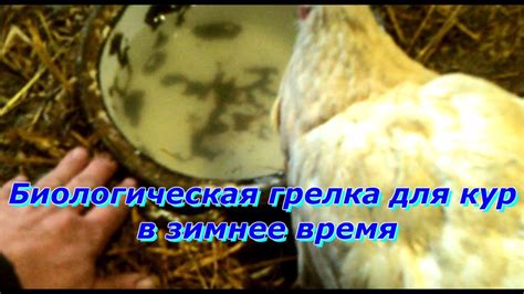 Важность естественной зимней подстилки для кур в морозное время - YouTube