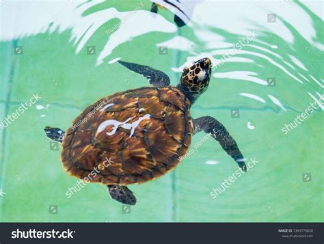 Young Hawksbill Sea Turtle Nursery Pool Stock Photo Edit Now 1383770828