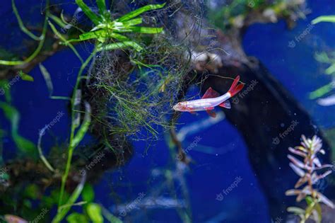 Premium Photo | Underwater shot of a fish labeo frenatus glofish