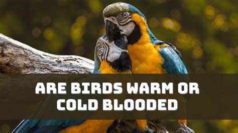 Are Birds Warm or Cold Blooded? [Explained]