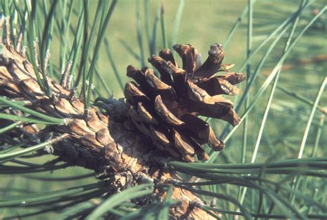 Pinus Resinosa Red Pine Go Botany