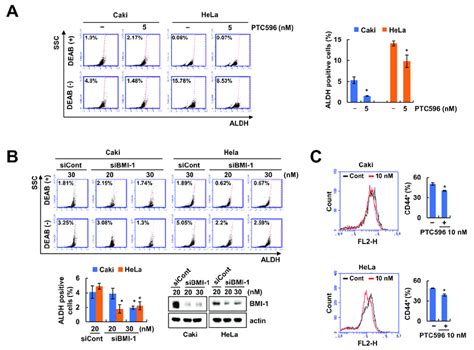 Inhibition Of Bmi 1 Decreases The Cancer Cell Stem Like Cell