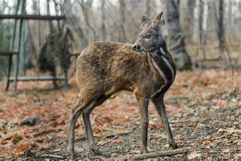 Musk Deer Vs Water Deer How Are They Different A Z Animals