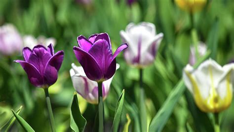 Colours Of Spring Photograph By Maria Keady Fine Art America