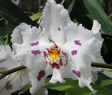 Odontoglossum | Orchid photo, Beautiful orchids, Orchids