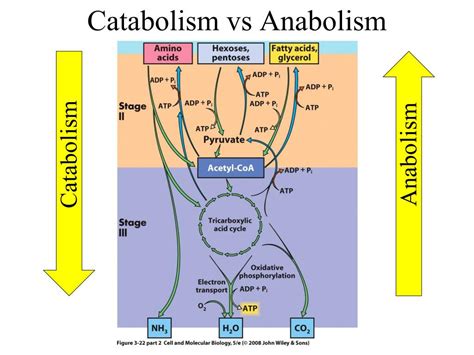 Ppt Metabolism Powerpoint Presentation Free Download Id1951777