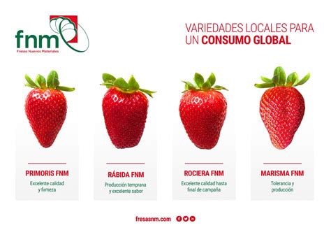 Fresas Nuevos Materiales Presentar Sus Variedades Durante La Feria De Fr