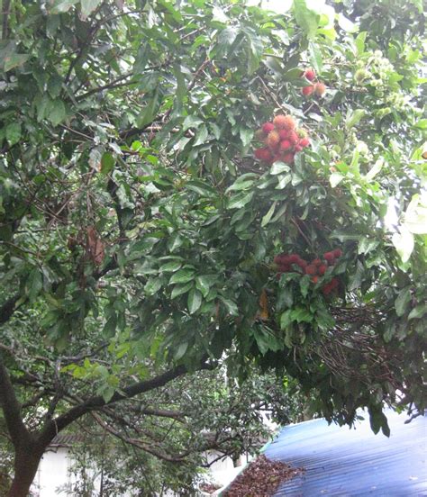 good food good health fruitful rambutan tree