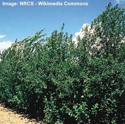 Chokecherry Tree: Leaves, Fruit, Flowers (Pictures) – Identification