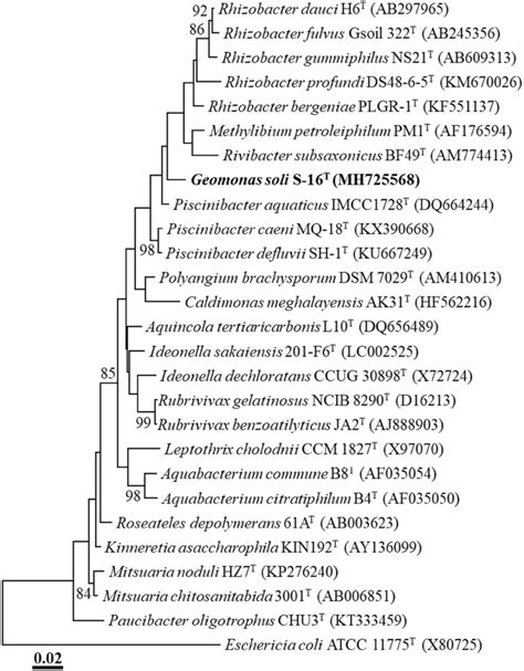 A Maximum Likelihood Ml Tree Showing The Phylogenetic Relationships