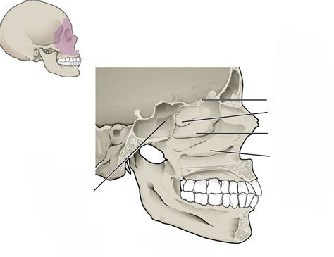 Lateral Wall of Nasal Cavity Diagram | Quizlet