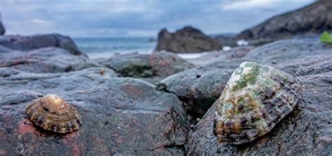 The Fascinating, Yet Misunderstood Limpet | Critter Science