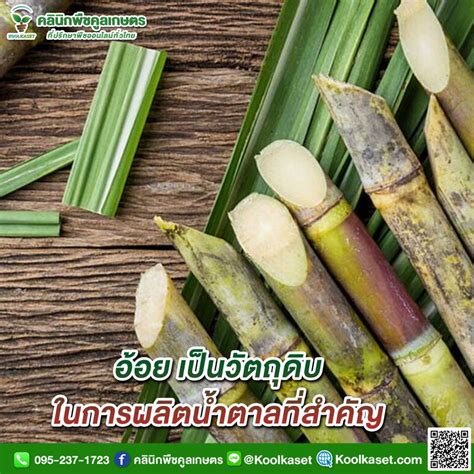 [คลินิกพืชคูลเกษตร Koolkaset Agri Clinic] อ้อย เป็นวัตถุดิบในการผลิต