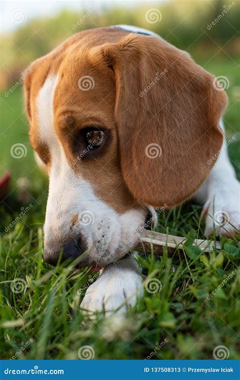 Purebred Beagle Dog Lying on Grass in Garden Outdoor Stock Image - Image of comfort, brown ...