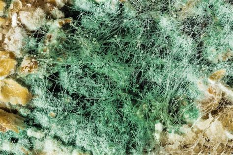 Fungal Mold Spoiled Moldy Inedible Food Stock Image Image Of