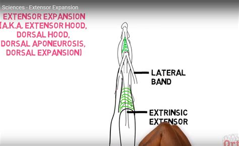 Extensor expansion of Fingers — OrthopaedicPrinciples.com