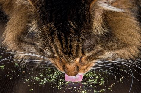 Is Catnip Good for Cats? Exploring the Benefits and Risks – Exploring ...