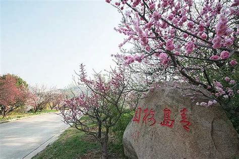 文旅融合看青岛李沧：一次梅花节，一场“春之约”界面新闻