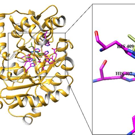 The 3D Structure Of Urease Is Presented In Complex With The Docked