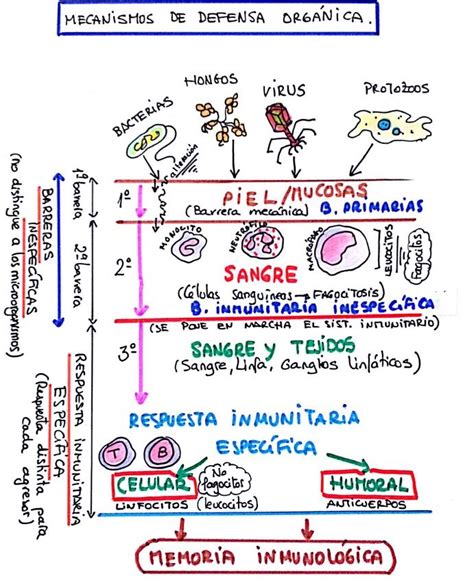 Mecanismos De Defensa Orgánica Anatomia Y Fisiologia Anatomia Y