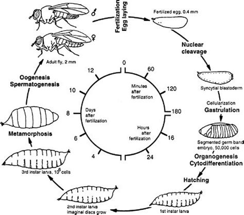 Dillaa Blog: Drosophila melanogaster