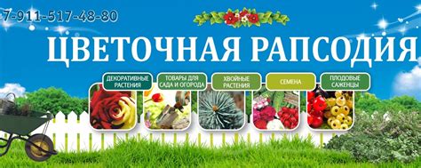 ЦВЕТОЧНАЯ РАПСОДИЯ - саженцы, хвойные, цветы сад | Здравствуйте! 2024 ...