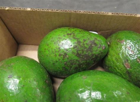 Cargo Claims In The Avocado Industry Recoupex