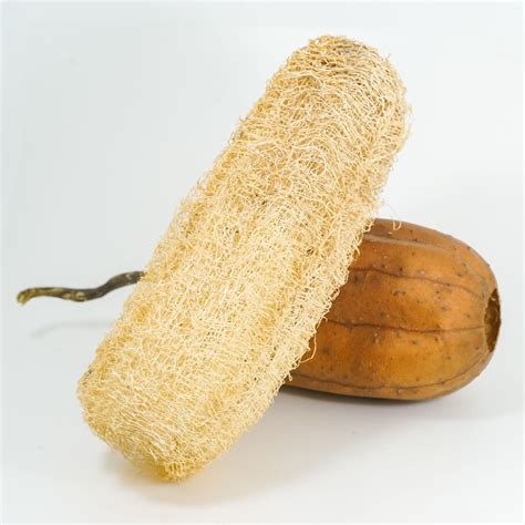 Wholesales Natural Loofah All Sizes No Chemical For South Korea Market