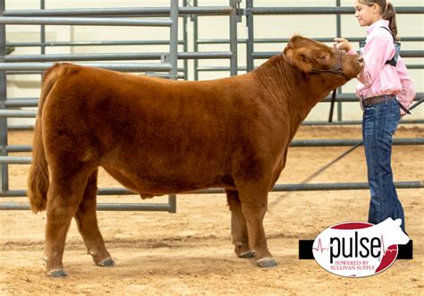 Heart O Texas Market Steers Red Angus The Pulse