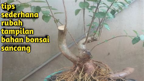 Tips Mengubah Tampilan Bahan Bonsai Sancang Youtube