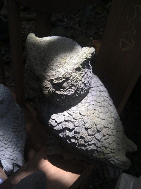 The Owl In Shadow Foto Niki