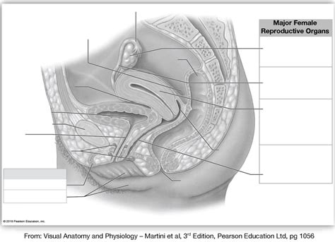 Diagram Of Female Reproductive Tract Quizlet