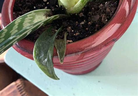 Why Is My Aloe Vera Plant Turning Dark Green And How To Fix It