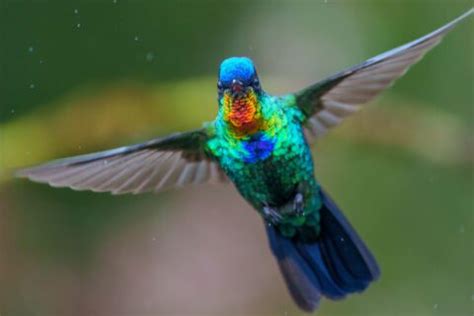 What Is the Essence of Iridescence? Ask a Hummingbird | Living Bird ...