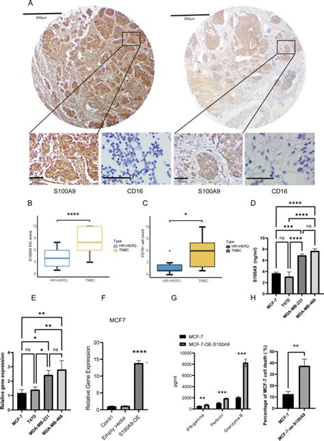 Human Hormone Receptor Hr Positive Breast Cancer Cell Line Mcf 7 ATCC