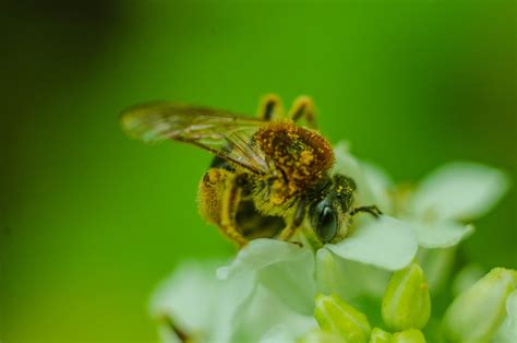 собирает нектар :: Александр Леонов – Социальная сеть ФотоКто