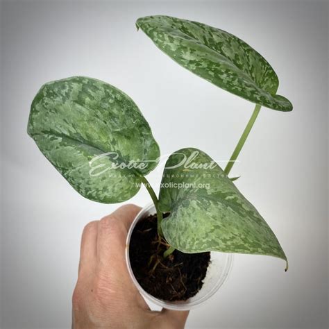 Scindapsus Silver Splash Blue - exoticplantshop.org